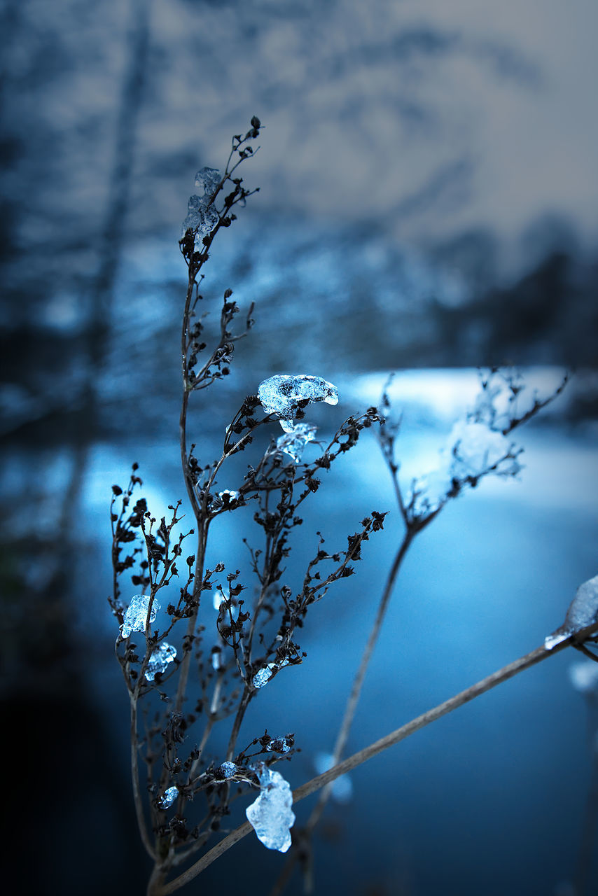 blue, nature, winter, branch, reflection, plant, freezing, water, macro photography, focus on foreground, frost, no people, flower, beauty in nature, sunlight, cold temperature, close-up, ice, sky, leaf, tree, frozen, light, outdoors, tranquility, snow, fragility, day, selective focus, darkness, growth, environment, freshness, twig