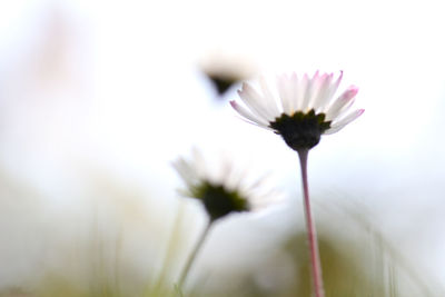 Close-up of flower against blurred background