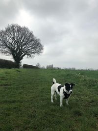 Dog in a field