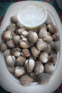 High angle view of shells in plate