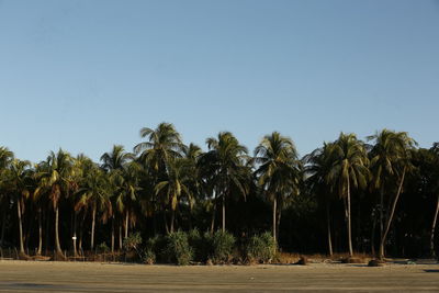 Trees on field against clear sky