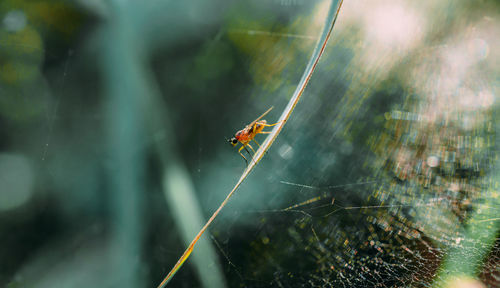 Close-up of spider on web