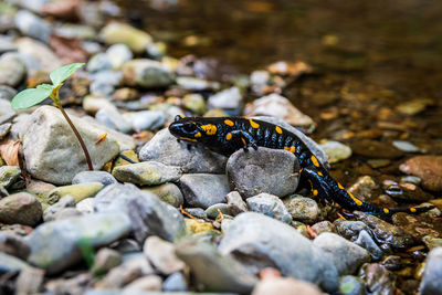 Close-up of caterpillar on rock