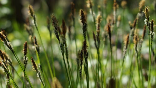 Close-up of stalks in field