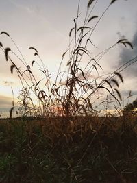 Close-up of grass against sky during sunset