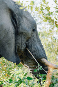 Close-up of elephant