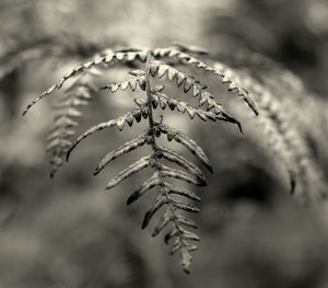 Close-up of wet plant