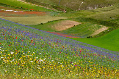 Scenic view of agricultural field