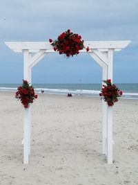 Red flowering plant on beach against sky