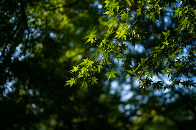 Low angle view of tree leaves