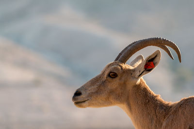 Close-up of ibex on field