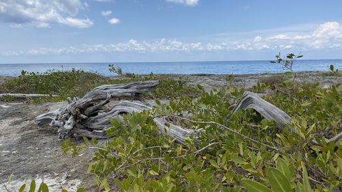 Driftwood on beach against sky