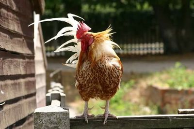 Close-up of an animal