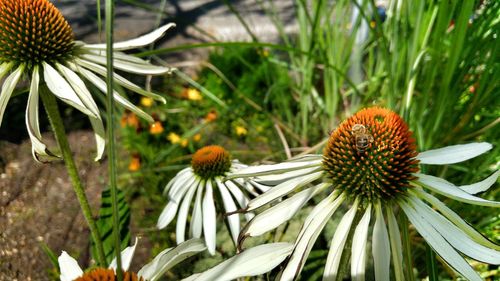 Close-up of flowers