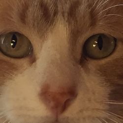 Extreme close up of cat