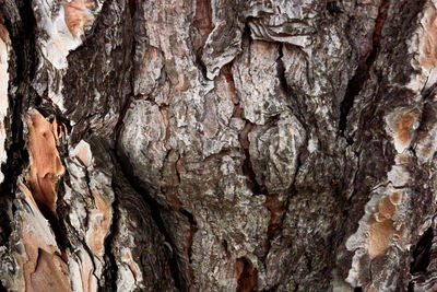 Full frame shot of tree trunk