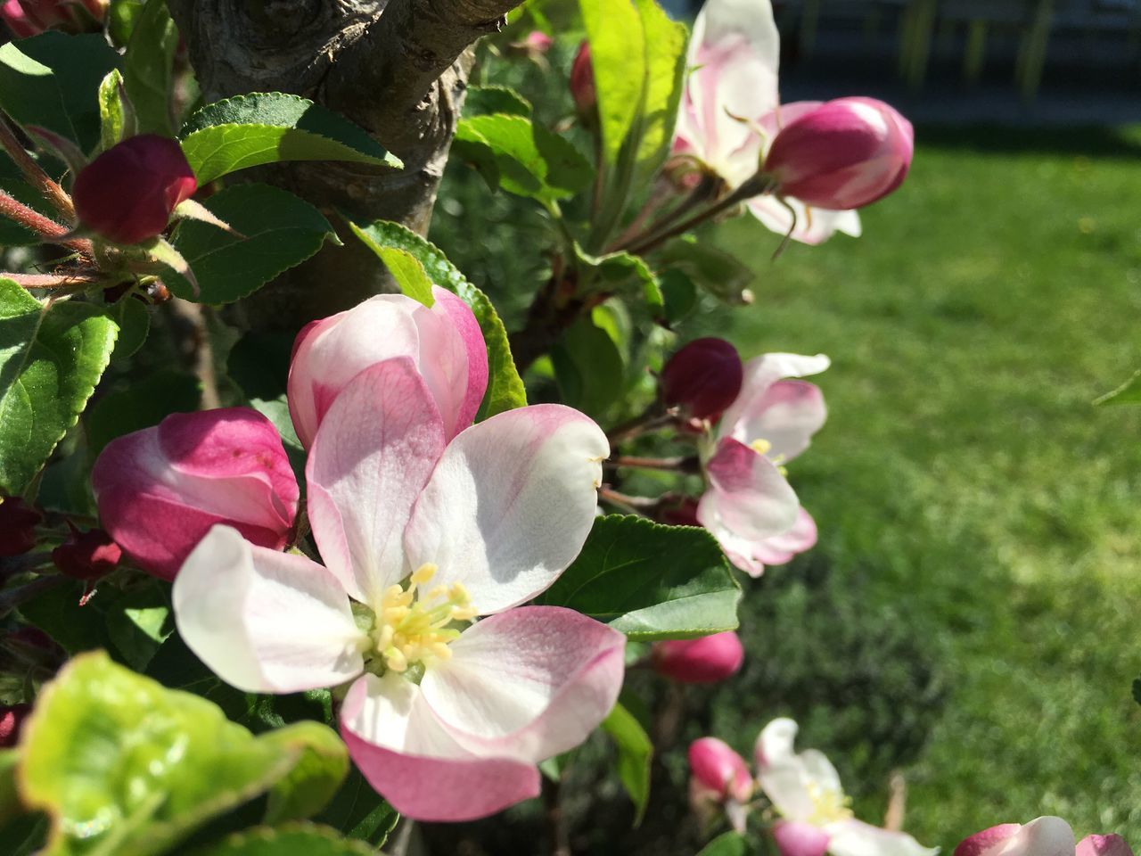 flower, petal, freshness, fragility, growth, flower head, beauty in nature, focus on foreground, pink color, close-up, blooming, nature, plant, in bloom, park - man made space, bud, blossom, day, outdoors, white color