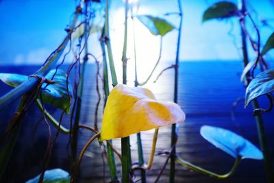 Close-up of yellow flowering plant leaves in water