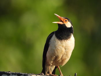 Asian pied starling