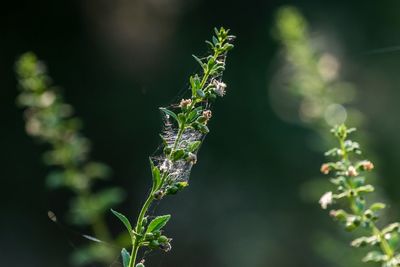 Close-up of insect on plant