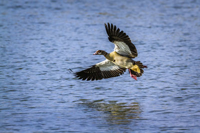 Bird flying over lake