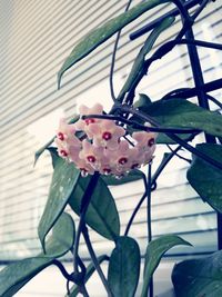 Close-up of pink flowering plant