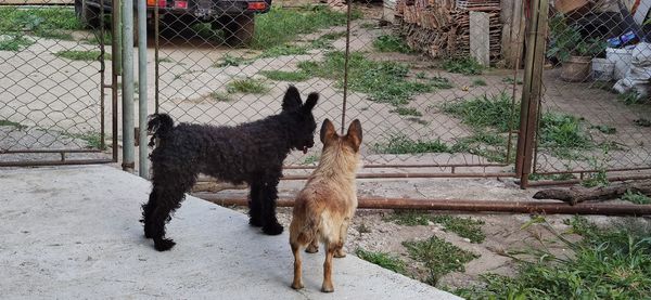 Dog standing in a fence