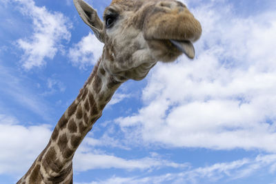 Low angle view of horse against sky