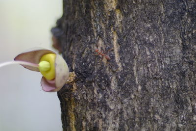 Close-up of a tree trunk