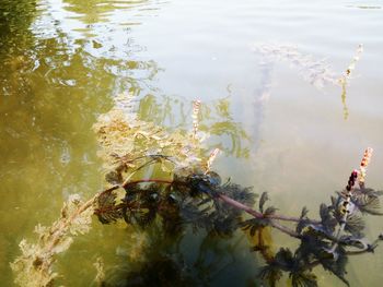 High angle view of people on lake