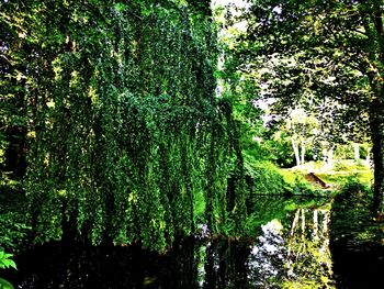 Scenic view of lake in forest