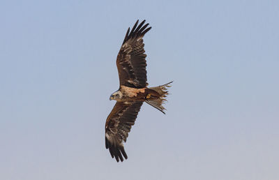 Low angle view of eagle flying in sky