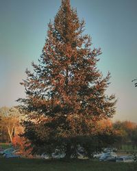 Trees in autumn