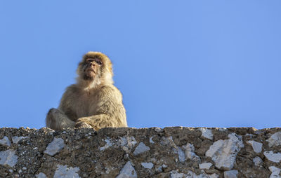 Low angle view of monkey sitting on rock against clear sky