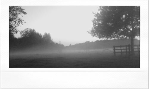 Trees in foggy weather