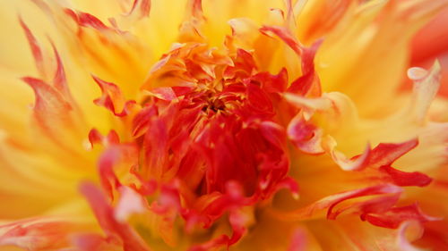 Macro shot of pink flower