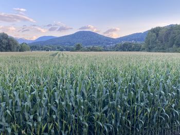 Scenic view of agricultural field against sky