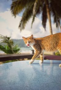Portrait of cat against sky