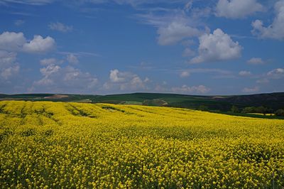 Scenic view of oilseed rape field against sky