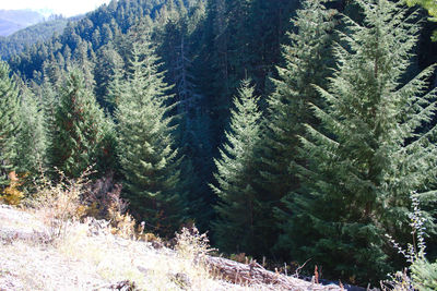 Pine trees in forest during winter