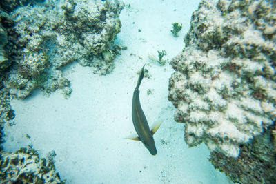 Close-up of fish swimming in sea