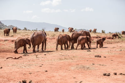 Herd of elephant