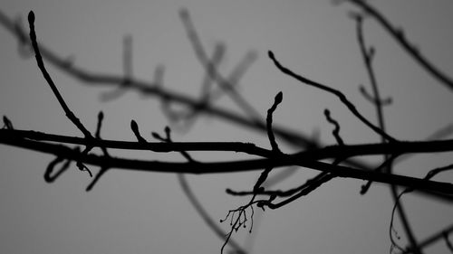 Close-up of bare branches