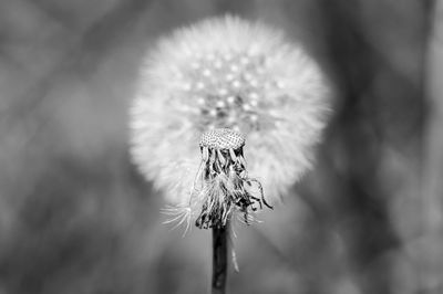 Close-up of wilted plant