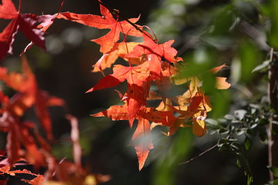 Close-up of red maple leaves on plant