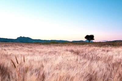 Scenic view of field against clear sky