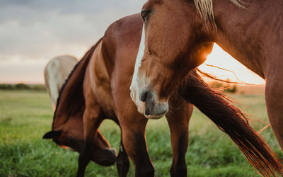 Horse standing on field