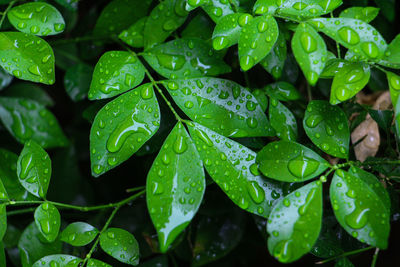 Water droplets on the green leaves