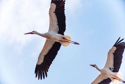 Low angle view of bird flying in sky stork