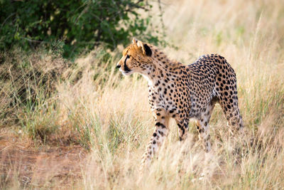 Full length of a cat